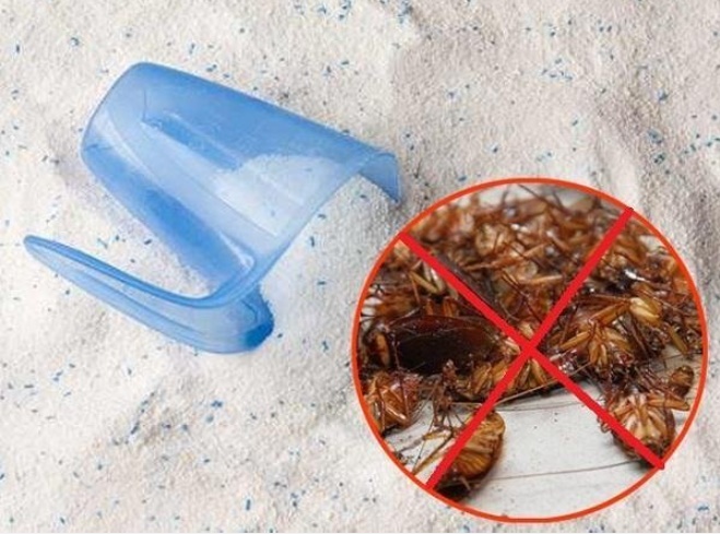 Dùng lon bia uống dở làm theo cách này bẫy gián 1 phát hạ cả trăm, gián nằm la liệt-1