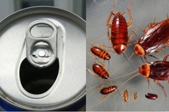 Dùng lon bia uống dở làm theo cách này bẫy gián 