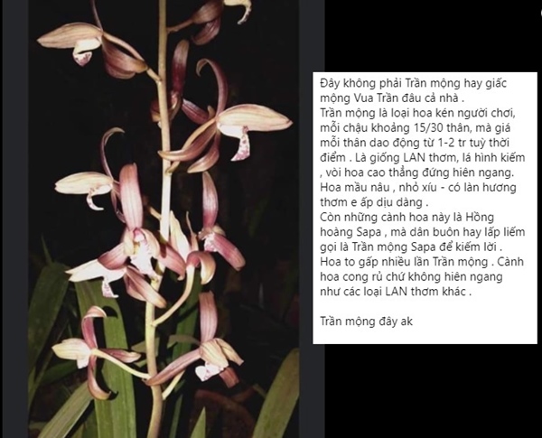 Loài hoa lan vua chúa chỉ mấy chục ngàn đồng mua cả ôm, sự thật là thế nào?-6