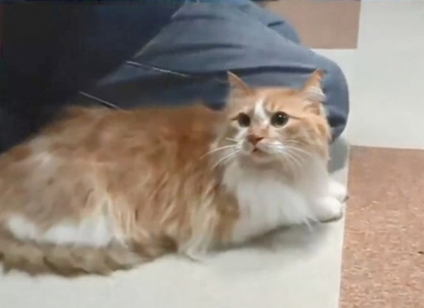 Cô gái trẻ mua được 3 căn nhà ở tuổi 33, mục tiêu nghỉ hưu ở tuổi 35, nhìn hành trình tiết kiệm ai cũng ngả mũ bái phục-14