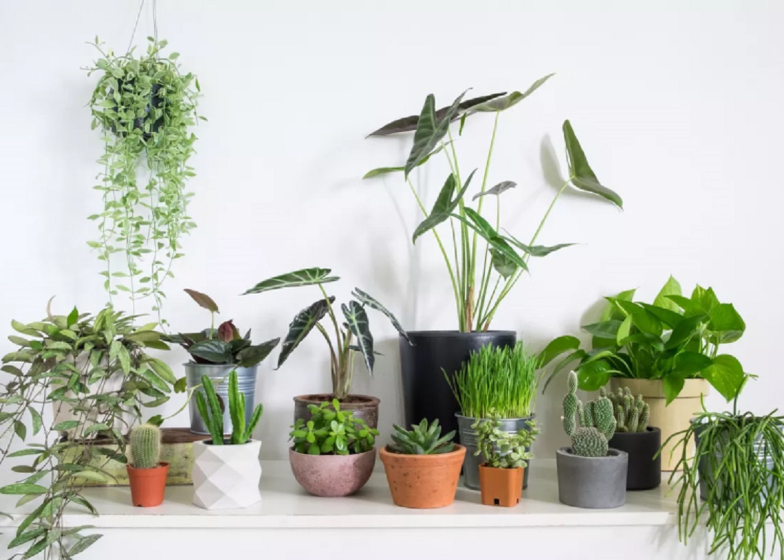 Muốn công danh sự nghiệp đi lên thì đây là những vật phẩm phong thủy nên đặt trên bàn làm việc-1