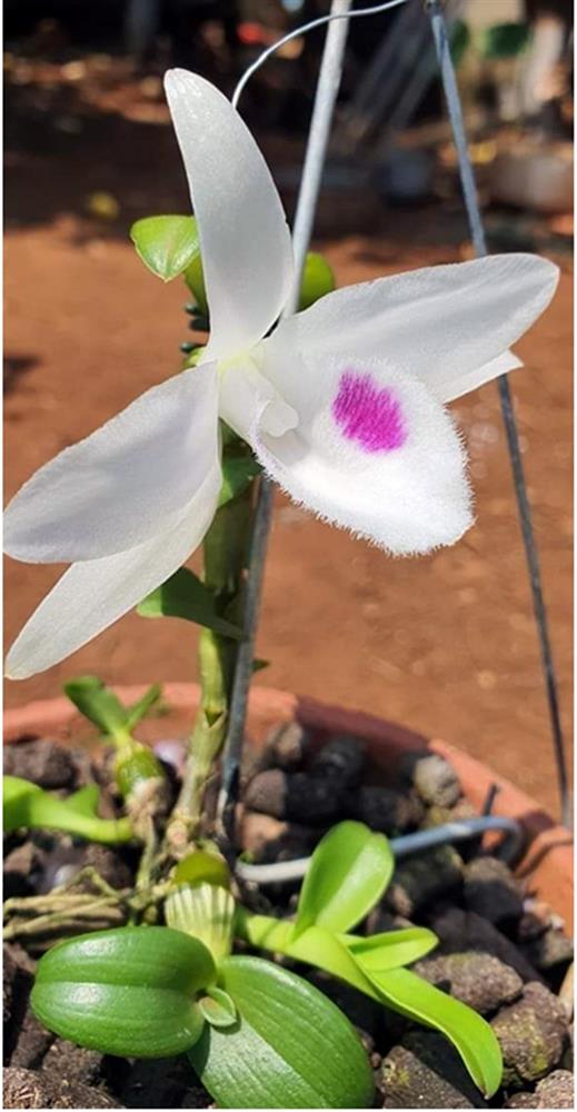 Lan 5 cánh trắng Phú Thọ, hàng đột biến mà giá chỉ vài triệu-1