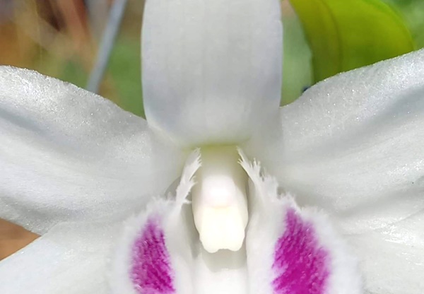 Lan 5 cánh trắng Phú Thọ, hàng đột biến mà giá chỉ vài triệu-2