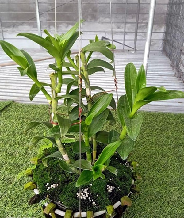 Lan 5 cánh trắng Phú Thọ, hàng đột biến mà giá chỉ vài triệu-3