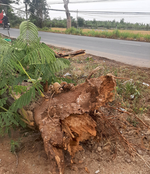 Cây phượng bật gốc đè chết nữ điều dưỡng ở Sóc Trăng-1