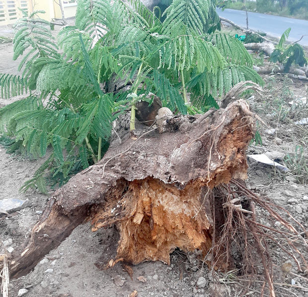 Cây phượng bật gốc đè chết nữ điều dưỡng ở Sóc Trăng-2