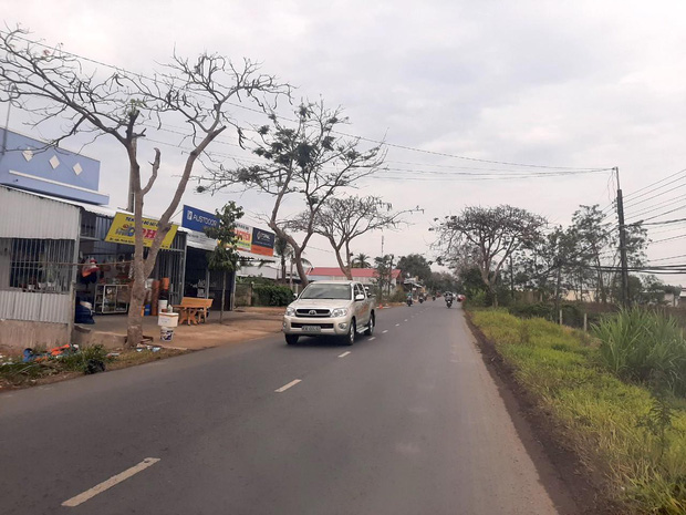 Cây phượng bật gốc đè chết nữ điều dưỡng ở Sóc Trăng-3