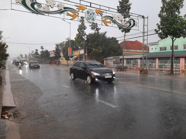 Cây phượng bật gốc đè chết nữ điều dưỡng ở Sóc Trăng-4