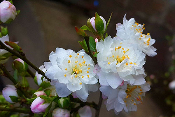 Tết Thanh Minh về quê tảo mộ, người đàn ông tá hỏa phát hiện mộ tổ tiên biến mất, sự thật được phơi bày khiến ai cũng tức giận-3