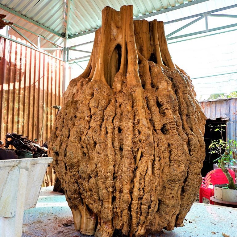 Hàng lạ: Hải sản trông như nấm, quả bí để chơi 3 tháng rồi nấu ăn-2