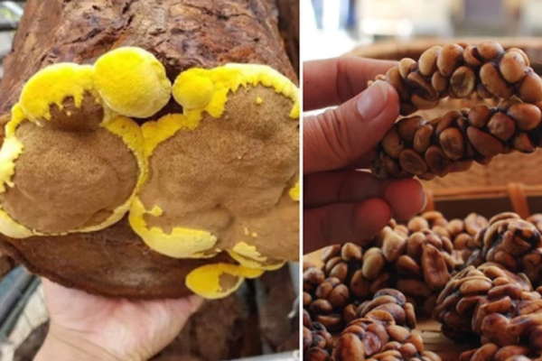 Choáng với loại tầm gửi quấn quanh thân cây được hét giá 1 triệu đồng/kg-4