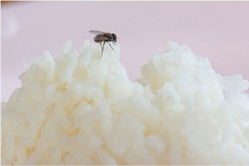 Muốn xua đuổi ruồi trong nhà phải làm thế nào? Đâu mới là phương pháp thực sự tốt, nguyên liệu lại dễ kiếm này khiến ruồi cao chạy xa bay?-1