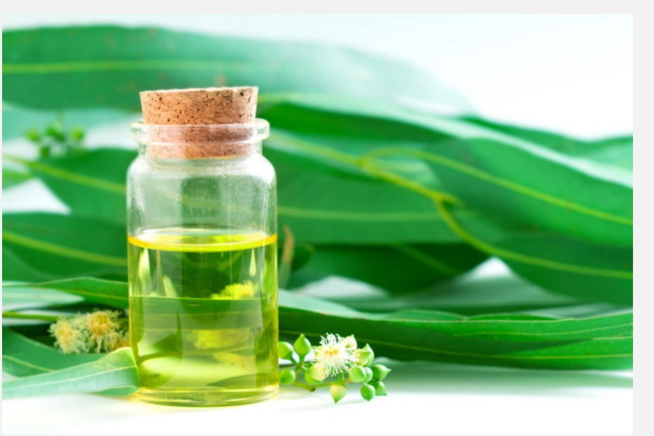 Muốn xua đuổi ruồi trong nhà phải làm thế nào? Đâu mới là phương pháp thực sự tốt, nguyên liệu lại dễ kiếm này khiến ruồi cao chạy xa bay?-7