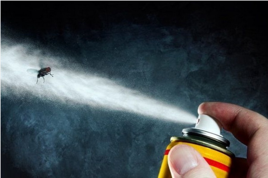 Muốn xua đuổi ruồi trong nhà phải làm thế nào? Đâu mới là phương pháp thực sự tốt, nguyên liệu lại dễ kiếm này khiến ruồi cao chạy xa bay?-8