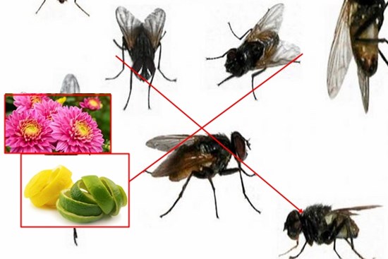 Muốn xua đuổi ruồi trong nhà phải làm thế nào? Đâu mới là phương pháp thực sự tốt, nguyên liệu lại dễ kiếm này khiến ruồi 