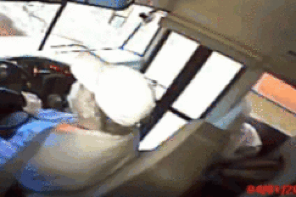 Hươu xuyên thủng kính xe buýt khiến nhiều người hoảng sợ