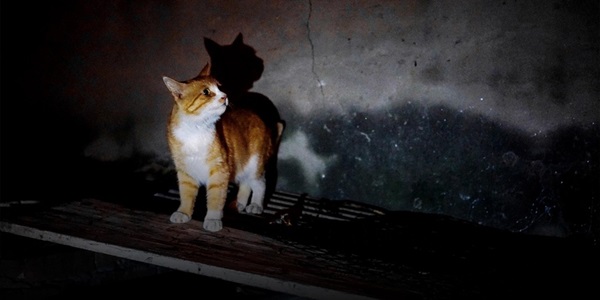 Dằn mặt kẻ thứ ba và những nghề kỳ lạ ở Trung Quốc-11