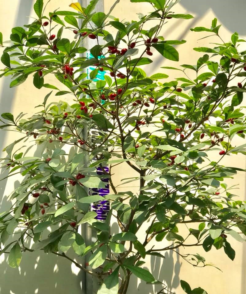 Thăm khu vườn hàng chục loại hoa và rau sạch của nghệ sĩ gạo cội Trung Dân-17