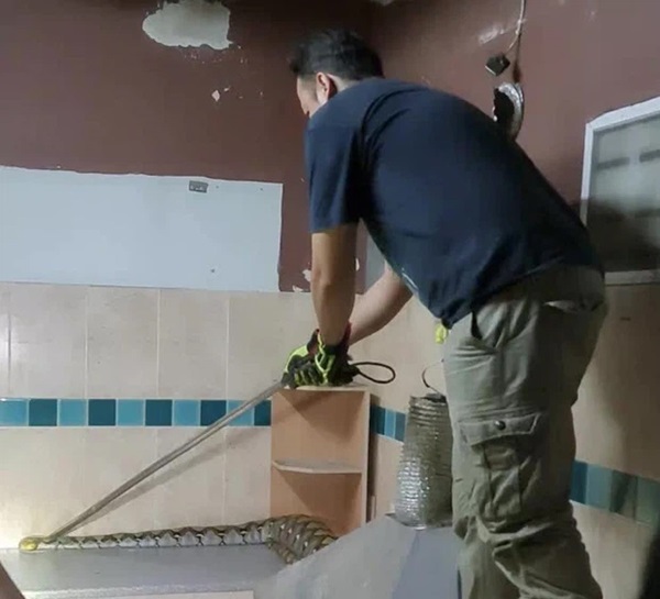 Phát hiện rắn hoang bò vào phòng, chủ nhà khóc ngất khi thấy phần bụng rắn phình to và thảm cảnh thương tâm tột độ-3