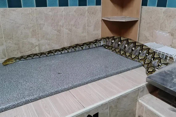 Cậu bé Pinocchio đời thực” sinh ra với chiếc mũi to dị dạng khiến bố mẹ cũng sốc, gây bất ngờ với diện mạo sau ít năm-12