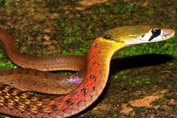 Chiều 6/4: Có 11 ca mắc COVID-19, thêm 6 bệnh nhân khỏi bệnh-3