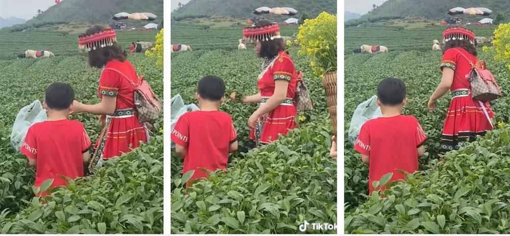 Cộng đồng mạng truy tìm danh tính người phụ nữ vô ý thức thẳng tay vặt sạch ngọn chè trên đồi chè mang về-1