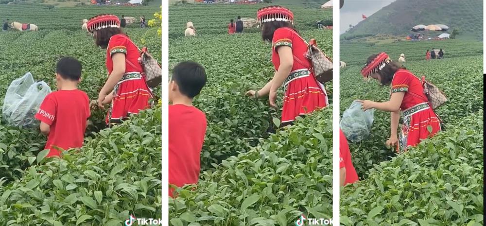 Cộng đồng mạng truy tìm danh tính người phụ nữ vô ý thức thẳng tay vặt sạch ngọn chè trên đồi chè mang về-2