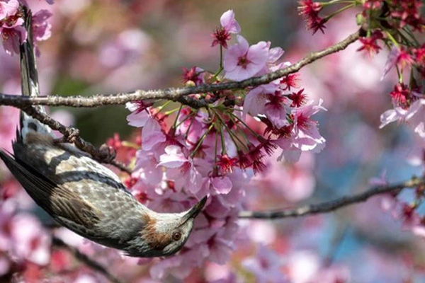 Cây anh đào 300 tuổi ở Nhật Bản-1