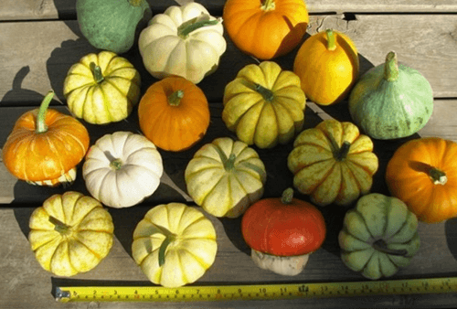 5 loại quả tí hon đi máy bay về Việt Nam... giá chát vẫn bán tới tấp-1