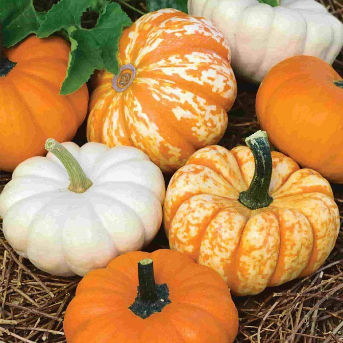 5 loại quả tí hon đi máy bay về Việt Nam... giá chát vẫn bán tới tấp-4