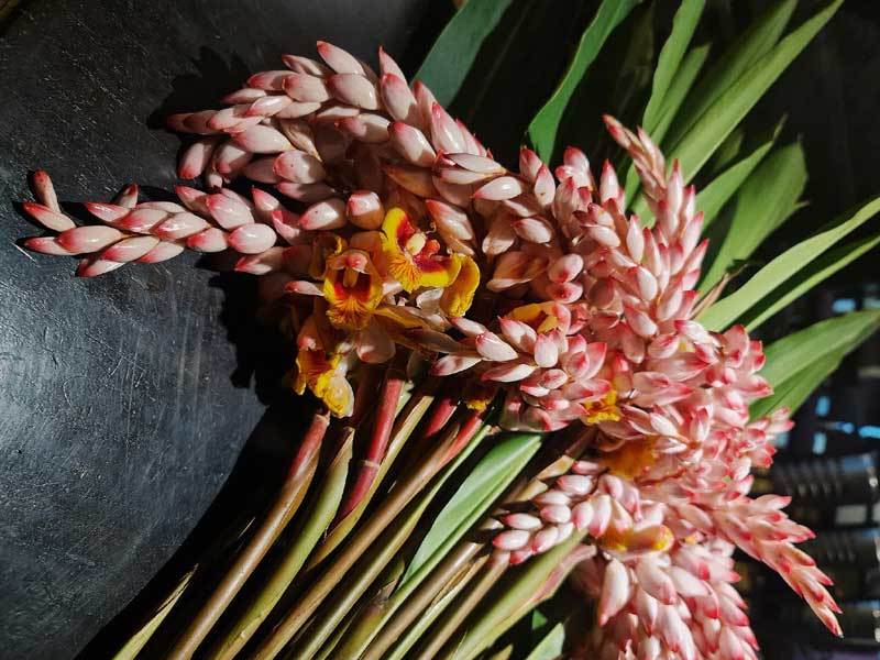 Hoa dại bờ bụi siêu đắt đỏ, mối buôn bán 2.000 cành/ngày-1