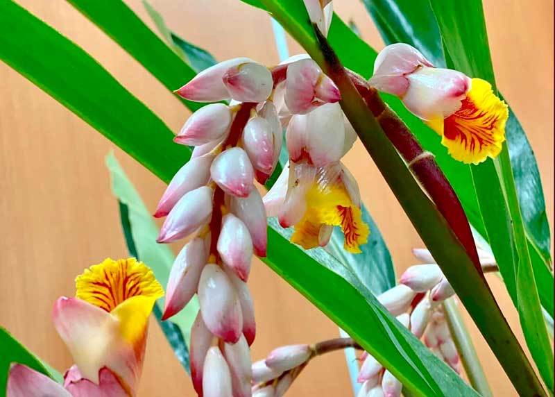 Hoa dại bờ bụi siêu đắt đỏ, mối buôn bán 2.000 cành/ngày-3