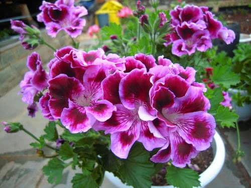 Đây là thứ không nên vứt đi, hãy đem lót dưới chậu trồng cây, hoa sẽ không bị thối rễ, vàng lá, cứ phát triển ầm ầm-1