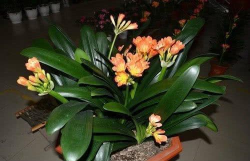 Đây là thứ không nên vứt đi, hãy đem lót dưới chậu trồng cây, hoa sẽ không bị thối rễ, vàng lá, cứ phát triển ầm ầm-4