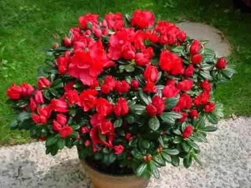 Đây là thứ không nên vứt đi, hãy đem lót dưới chậu trồng cây, hoa sẽ không bị thối rễ, vàng lá, cứ phát triển ầm ầm-5