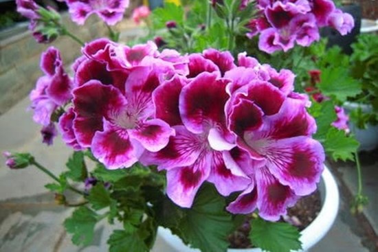 Đây là thứ không nên vứt đi, hãy đem lót dưới chậu trồng cây, hoa sẽ không bị thối rễ, vàng lá, cứ phát triển ầm ầm