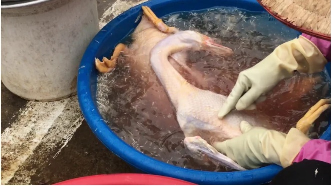 Vặt lông ngan, lông vịt cứ cho một thứ này vào, đản bảo sạch hết lông măng lại khử hết mùi hôi-1