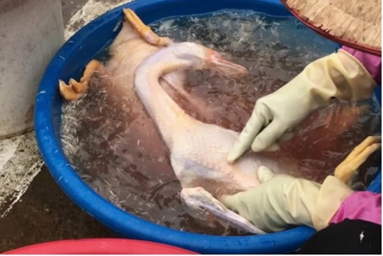Vặt lông ngan, lông vịt cứ cho một thứ này vào, đản bảo sạch hết lông măng lại khử hết mùi hôi