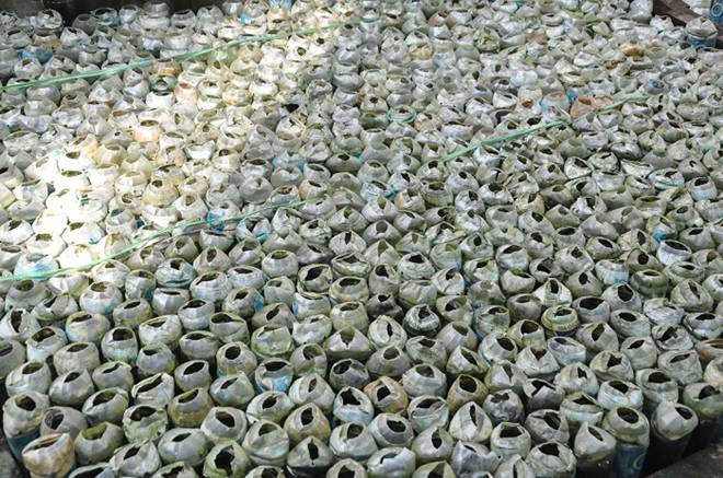 Nuôi loại cá tí hon trong chai phế liệu, lão nông Hà Nội thu về hàng trăm triệu đồng-1