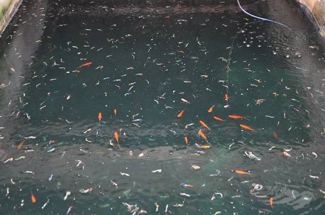 Nuôi loại cá tí hon trong chai phế liệu, lão nông Hà Nội thu về hàng trăm triệu đồng-3