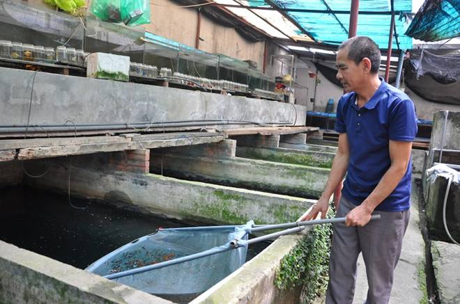 Nuôi loại cá tí hon trong chai phế liệu, lão nông Hà Nội thu về hàng trăm triệu đồng-5