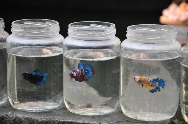 Nuôi loại cá tí hon trong chai phế liệu, lão nông Hà Nội thu về hàng trăm triệu đồng-7