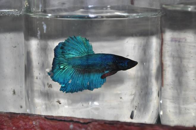 Nuôi loại cá tí hon trong chai phế liệu, lão nông Hà Nội thu về hàng trăm triệu đồng-8