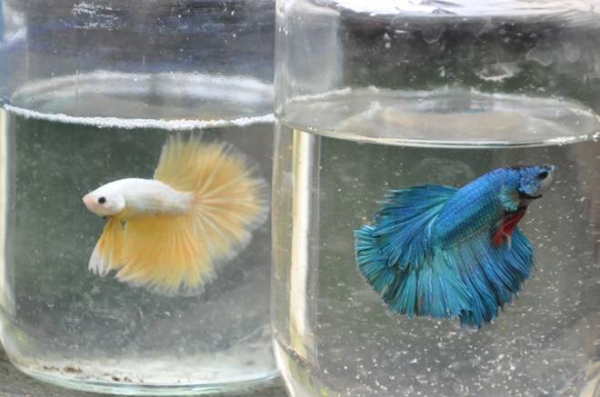 Nuôi loại cá tí hon trong chai phế liệu, lão nông Hà Nội thu về hàng trăm triệu đồng-10