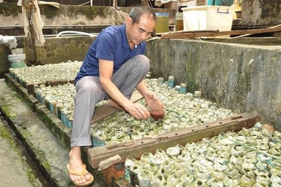 Nuôi loại cá tí hon trong chai phế liệu, lão nông Hà Nội thu về hàng trăm triệu đồng