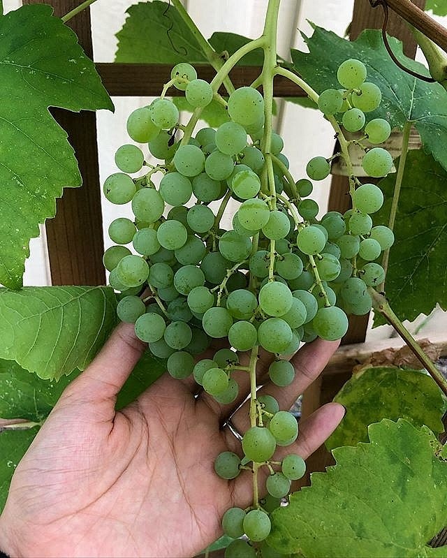 Khám phá khu vườn hàng chục loại trái cây của hoa hậu Phạm Hương ở Mỹ-5