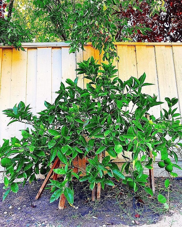 Khám phá khu vườn hàng chục loại trái cây của hoa hậu Phạm Hương ở Mỹ-9