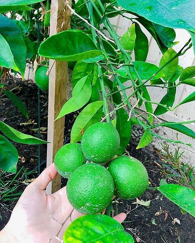 Khám phá khu vườn hàng chục loại trái cây của hoa hậu Phạm Hương ở Mỹ-10