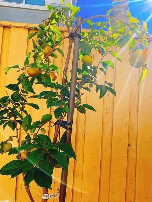 Khám phá khu vườn hàng chục loại trái cây của hoa hậu Phạm Hương ở Mỹ-11