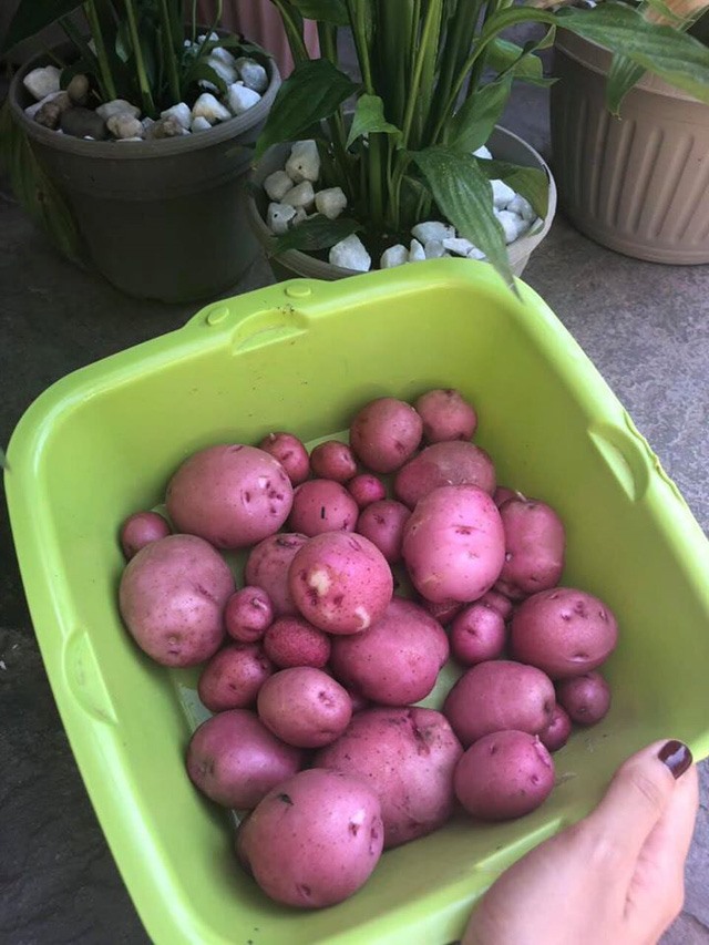 Khám phá khu vườn hàng chục loại trái cây của hoa hậu Phạm Hương ở Mỹ-14